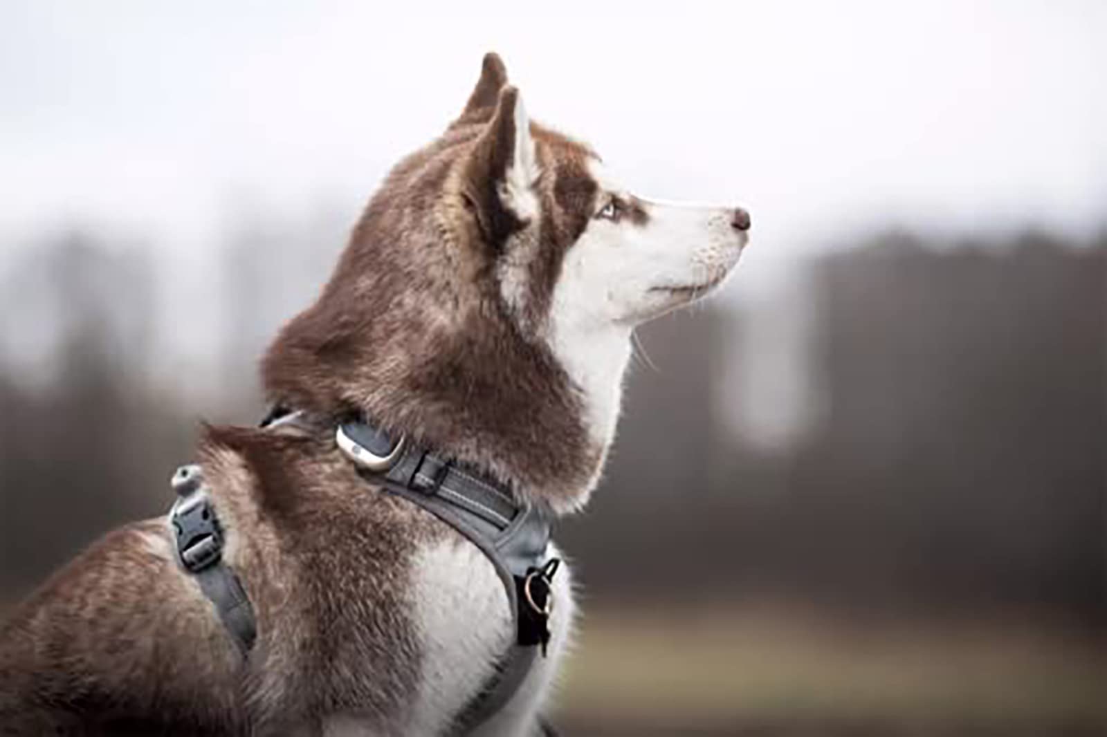 TRUE LOVE Adjustable No-Pull Dog Harness Reflective Pup Vest Harnesses Comfortable Control Brilliant Colors TLH5651(Black,XS)