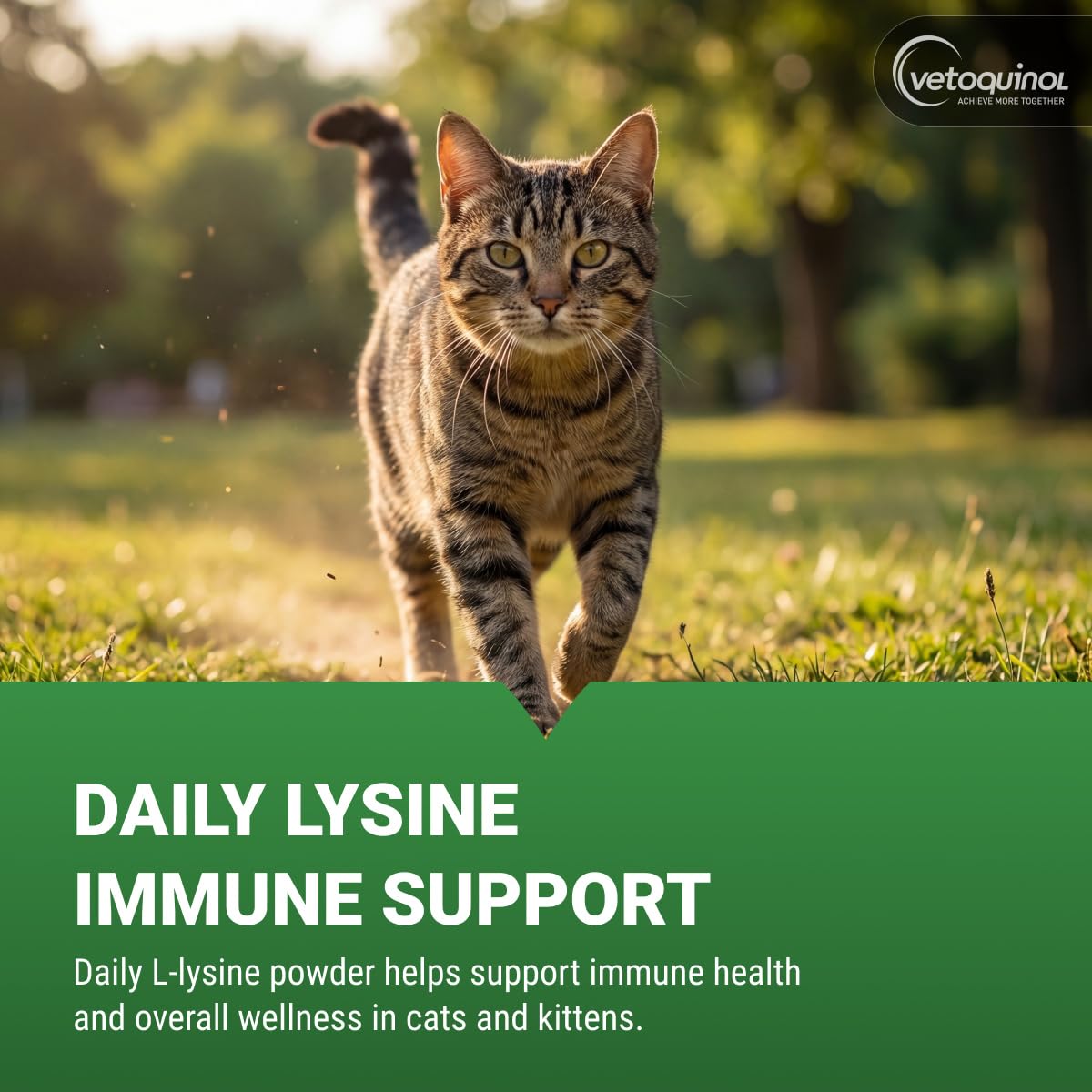 Vetoquinol Viralys - Lysine Supplement for Cats & Kittens - Supports Eye Wellness, Respiratory Health & Immune Strength - Flavored Oral Powder for Easy Feeding & Daily Use - 100 Grams