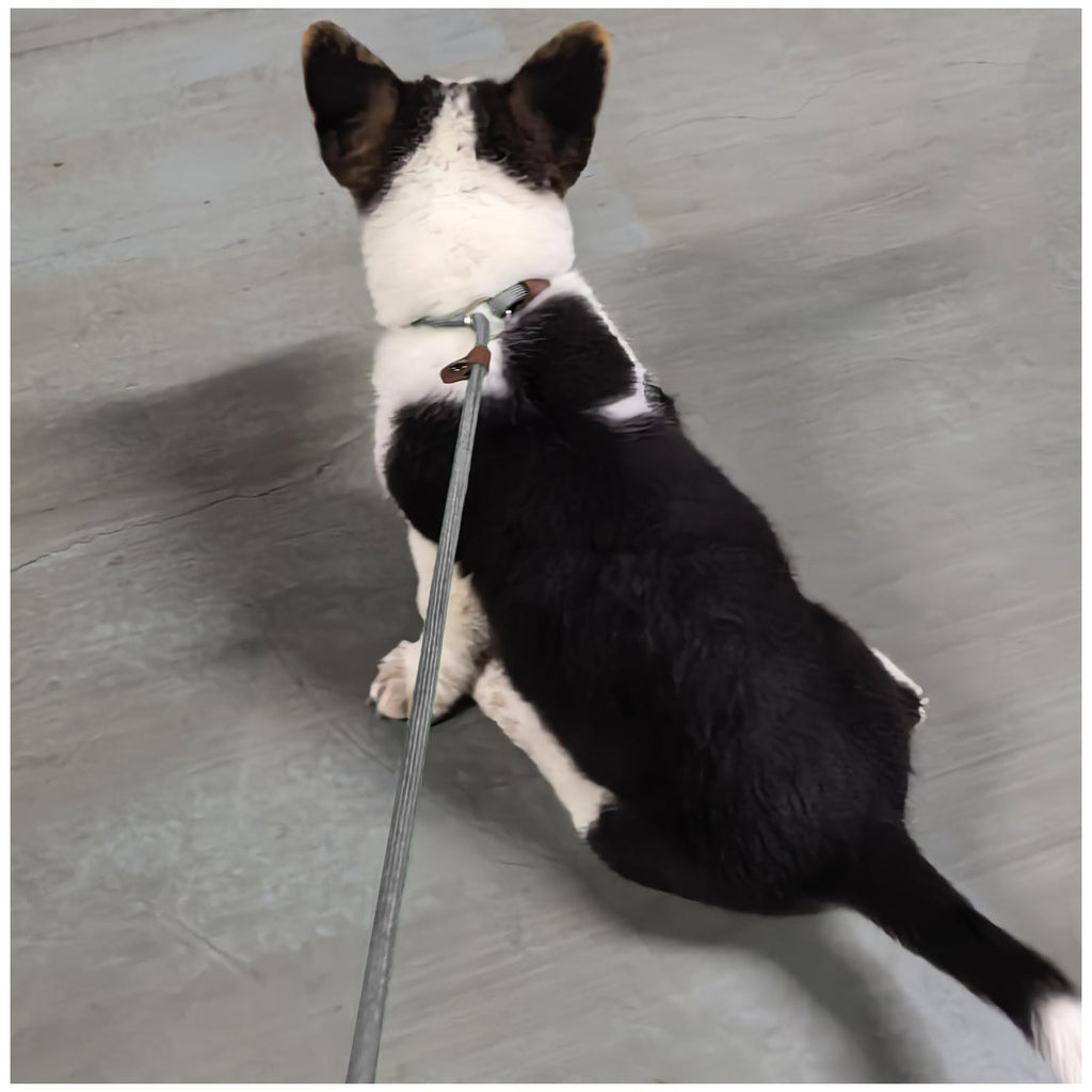 MayPaw Slip Lead Control Leash for Dogs No Pull, 13+ Colors Classic Dog Lead 7 FT Pet Slip Leash, 1/4” Rope Leashes for Small Medium Animals (7ft*1/4", Black)