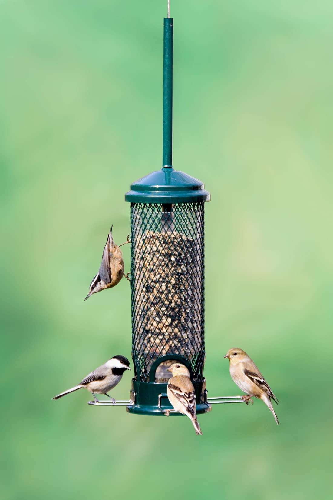 Squirrel Buster Mini Squirrel-Proof Bird Feeder for Wild Birds – 4 Metal Perches, 1 lb Seed Capacity, Chew-Proof Design, Lifetime Care, Garden Green