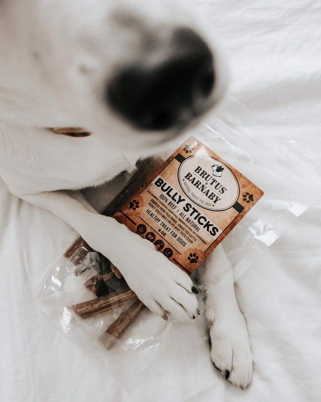 BRUTUS & BARNABY 6 Inch Bully Sticks for Dogs (10 Count) – Natural Grass-Fed Beef Chews, Odor Free, Single Ingredient, Fully Digestible, Rawhide Free for Small, Medium & Large Dogs