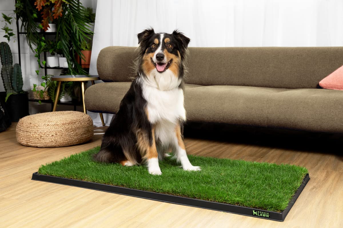 DoggieLawn XL - Real Grass Disposable Potty Training Puppy Pee Pads, Dog Grass Pee Pad, Potty Training Pee Pad, Puppy and Dogs Grass Pee Pads, Puppy Grass Pads, 48 x 24 Inches with Reusable FlexTray