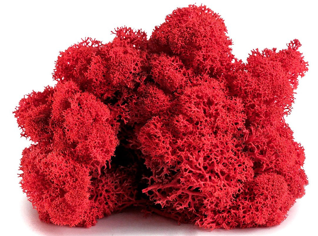 SuperMoss 21786 Reindeer Moss Preserved Black, Appx. 3 lb Bulk Case