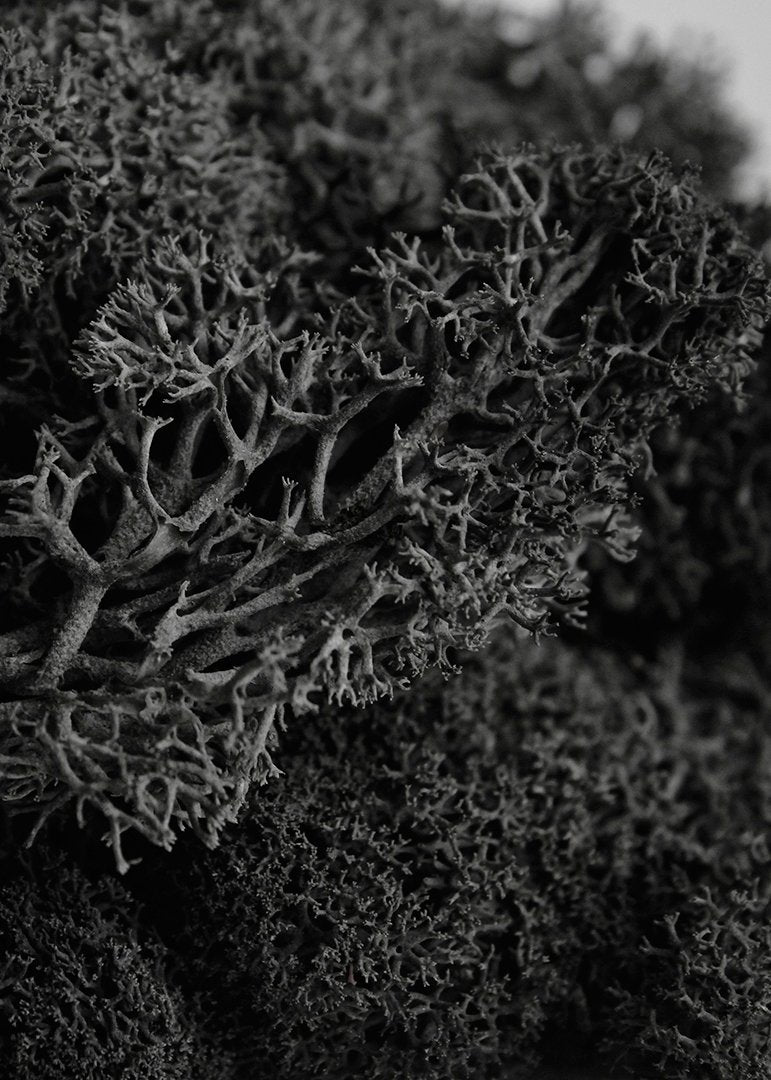 SuperMoss 21786 Reindeer Moss Preserved Black, Appx. 3 lb Bulk Case