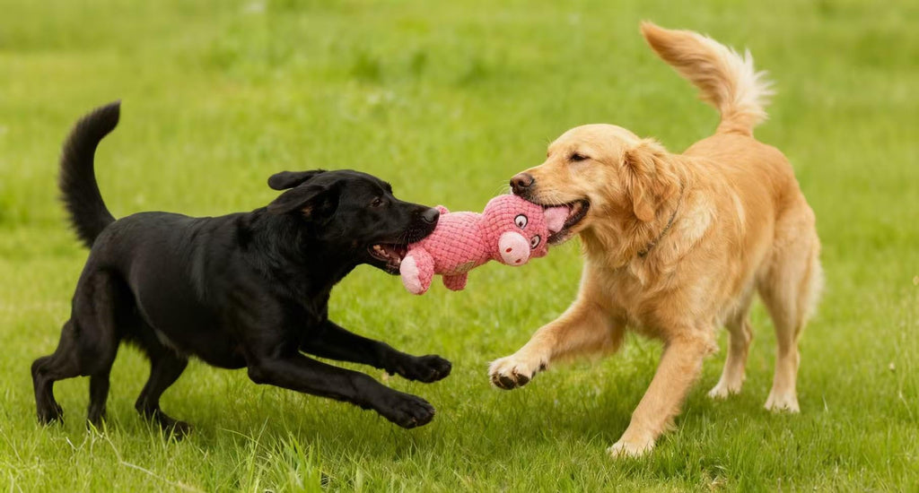 Jalousie Multipack Dog Squeaky Toys Strong Almost Indestructible, with Added Liner for Longer Play Dog Chew Toys (3 Pack - XLarge)