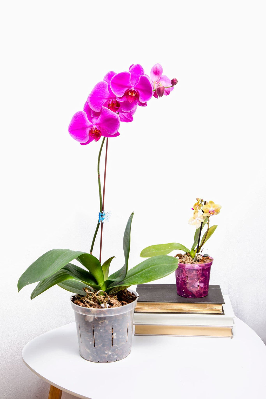 rePotme 3 inch Orchid Pot 3 Pack - Slotted Orchid Pots with Holes for Repotting (Blue Sapphire)