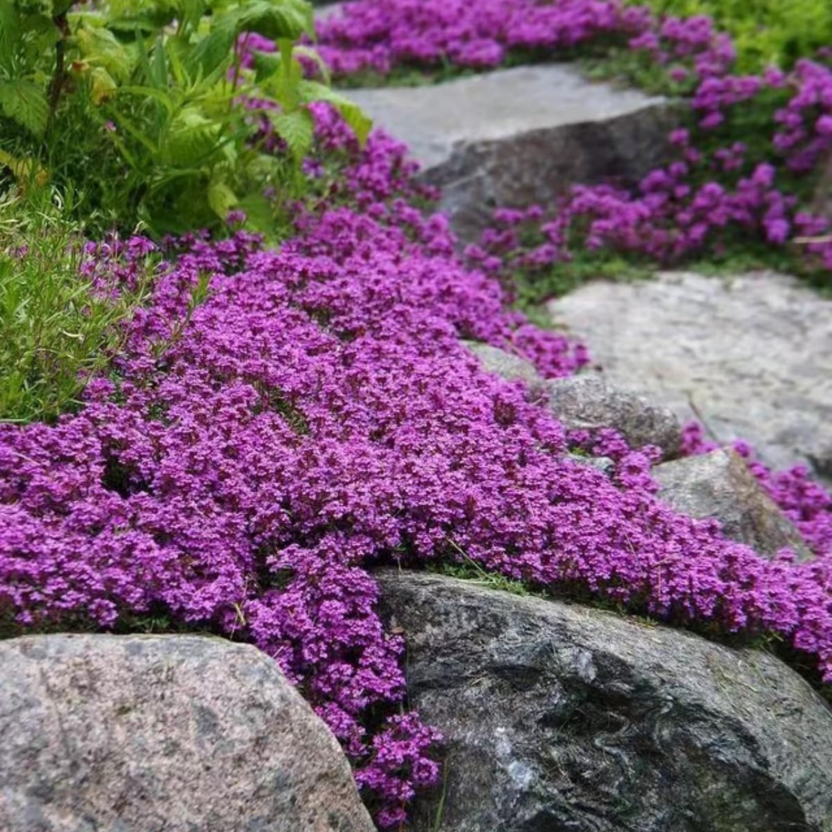20000+ Magic Purple Creeping Thyme Seeds for Planting Ground Cover Plants Heirloom Flowers Perennial Thyme Non-GMO Thymus Serpyllum Seed
