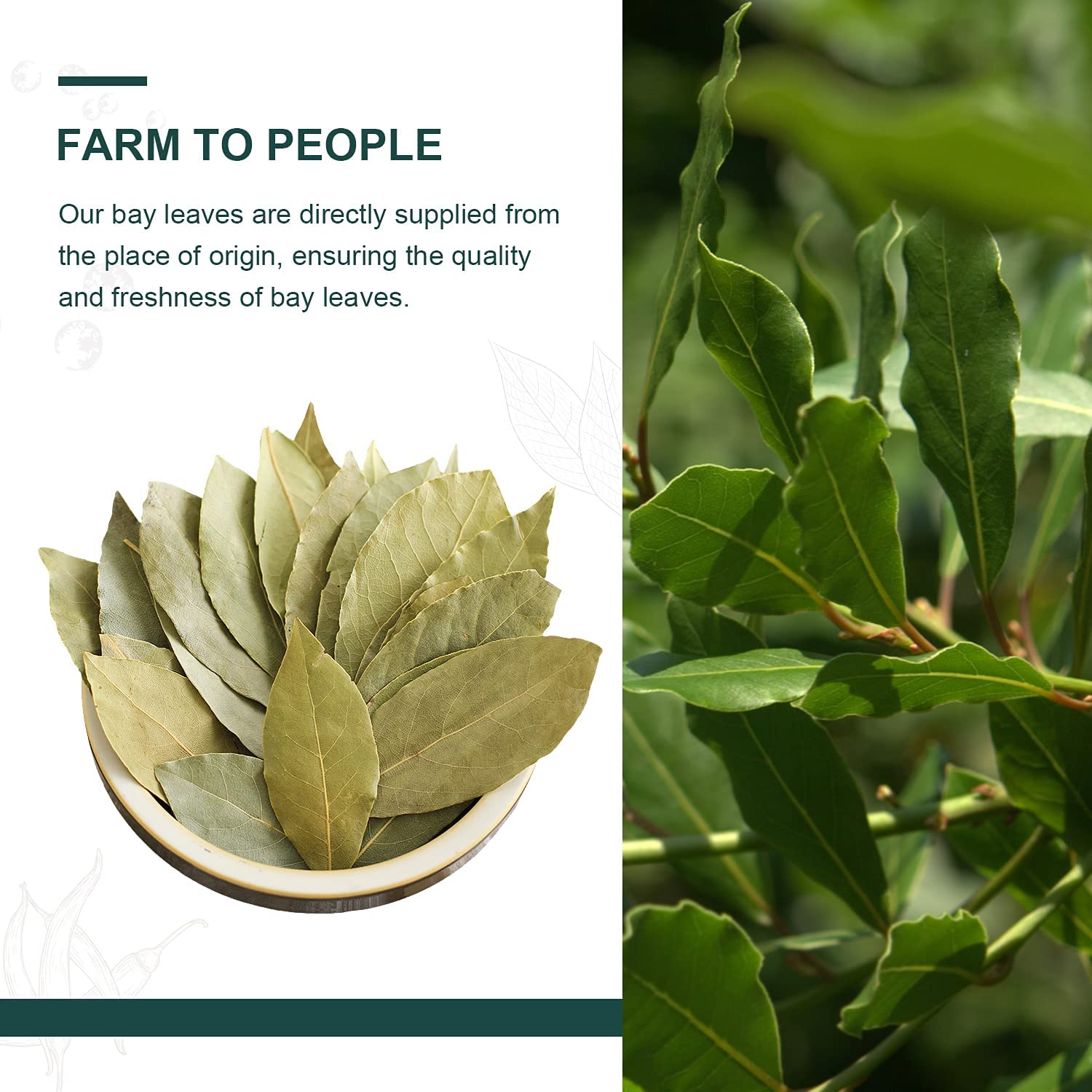 Soeos Bay Leaves Whole, 2 oz(57g), Non-GMO Verified, Dried Leaf, Freshly Packed to Keep Fresh, Laurel Herbs for Cooking, Dried Bay Leaves, Fresh, Green