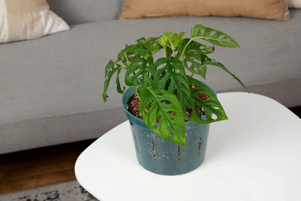 rePotme 3 inch Orchid Pot 3 Pack - Slotted Orchid Pots with Holes for Repotting (Blue Sapphire)