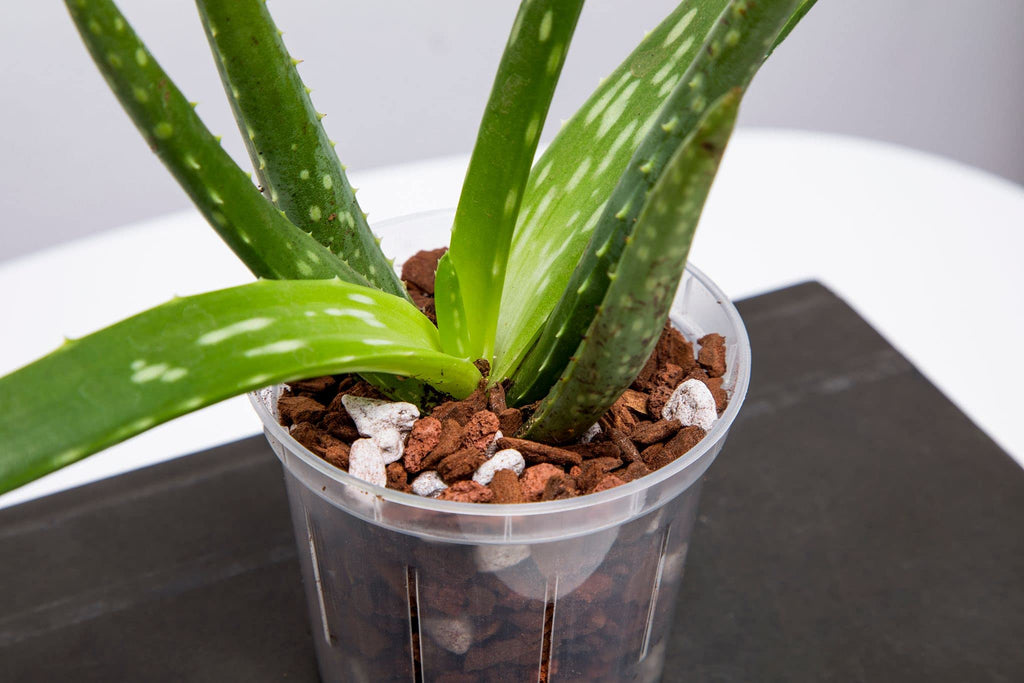 rePotme 3 inch Orchid Pot 3 Pack - Slotted Orchid Pots with Holes for Repotting (Blue Sapphire)