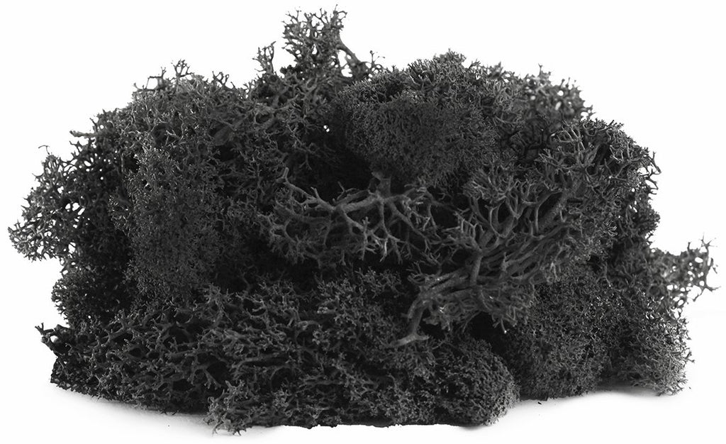 SuperMoss 21786 Reindeer Moss Preserved Black, Appx. 3 lb Bulk Case