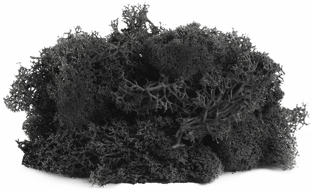 SuperMoss 21786 Reindeer Moss Preserved Black, Appx. 3 lb Bulk Case