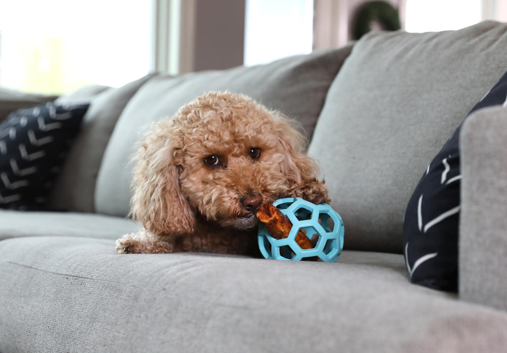 JW Pet HOL-ee Roller™, Dog Toy Puzzle Ball, Natural Rubber, Small (3 Inch Diameter), Blue