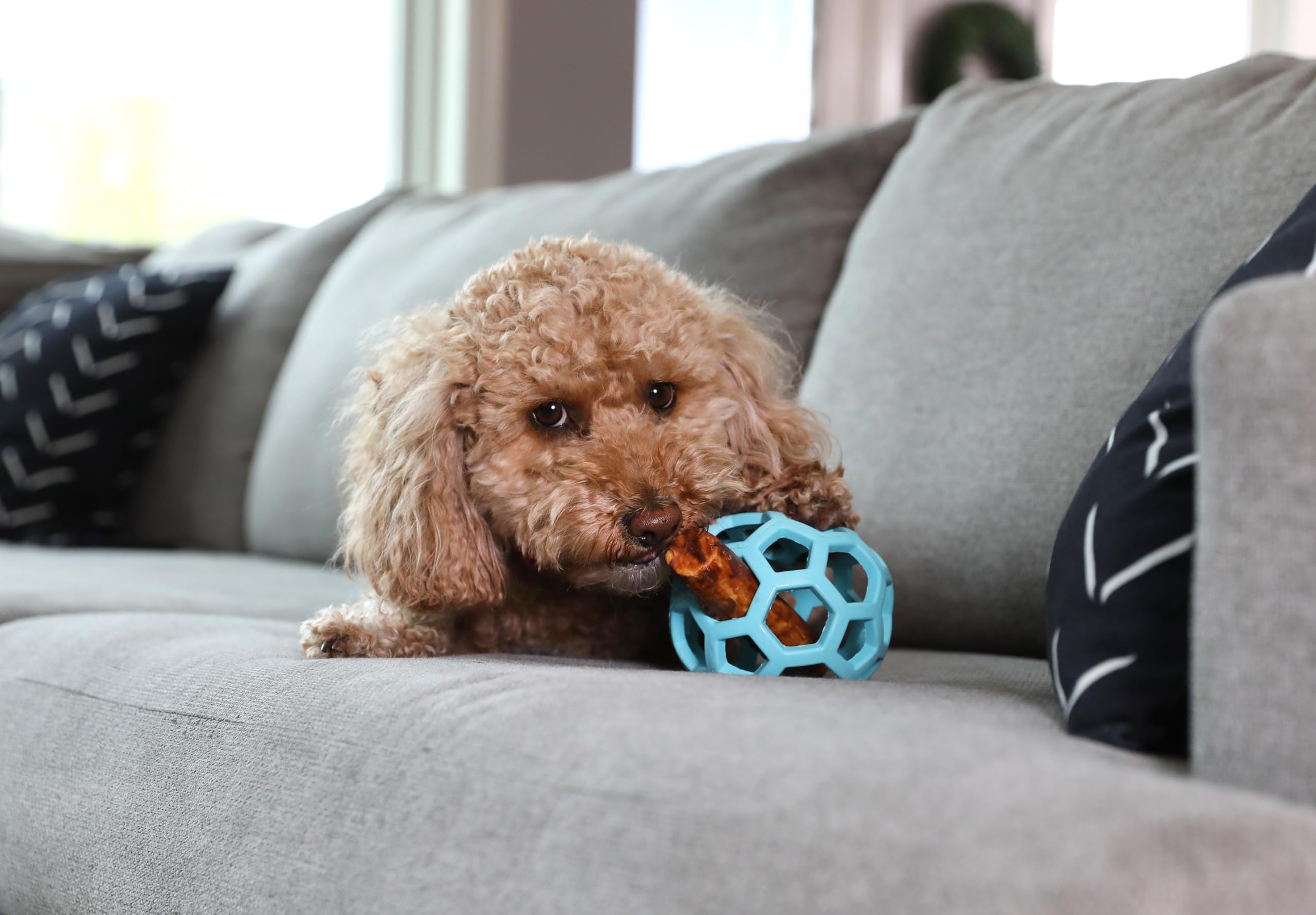 JW Pet HOL-ee Roller™, Dog Toy Puzzle Ball, Natural Rubber, Small (3 Inch Diameter), Blue