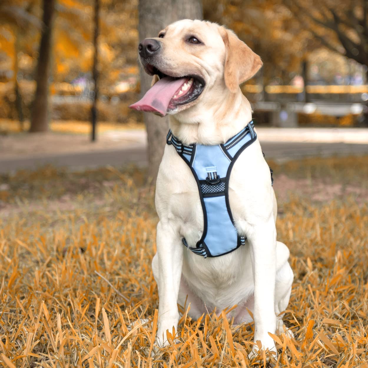PoyPet Dog Harness No Pull, Reflective Vest Harness with Front & Back 2 Clips and Easy Control Handle for Small Medium Large Dog (XS, Black)