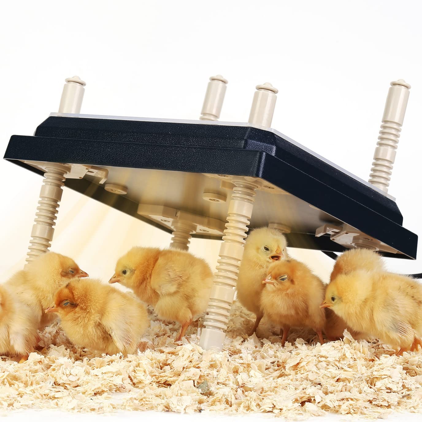 Brooder Heater for Chicks: Chick Brooder Heating Plate with Easy- Cleaning Plate Poultry Coop Heater Chicks Warmer 10" x 10" for 15 Chicks Adjustable Height Brooding Heater 15 Watts