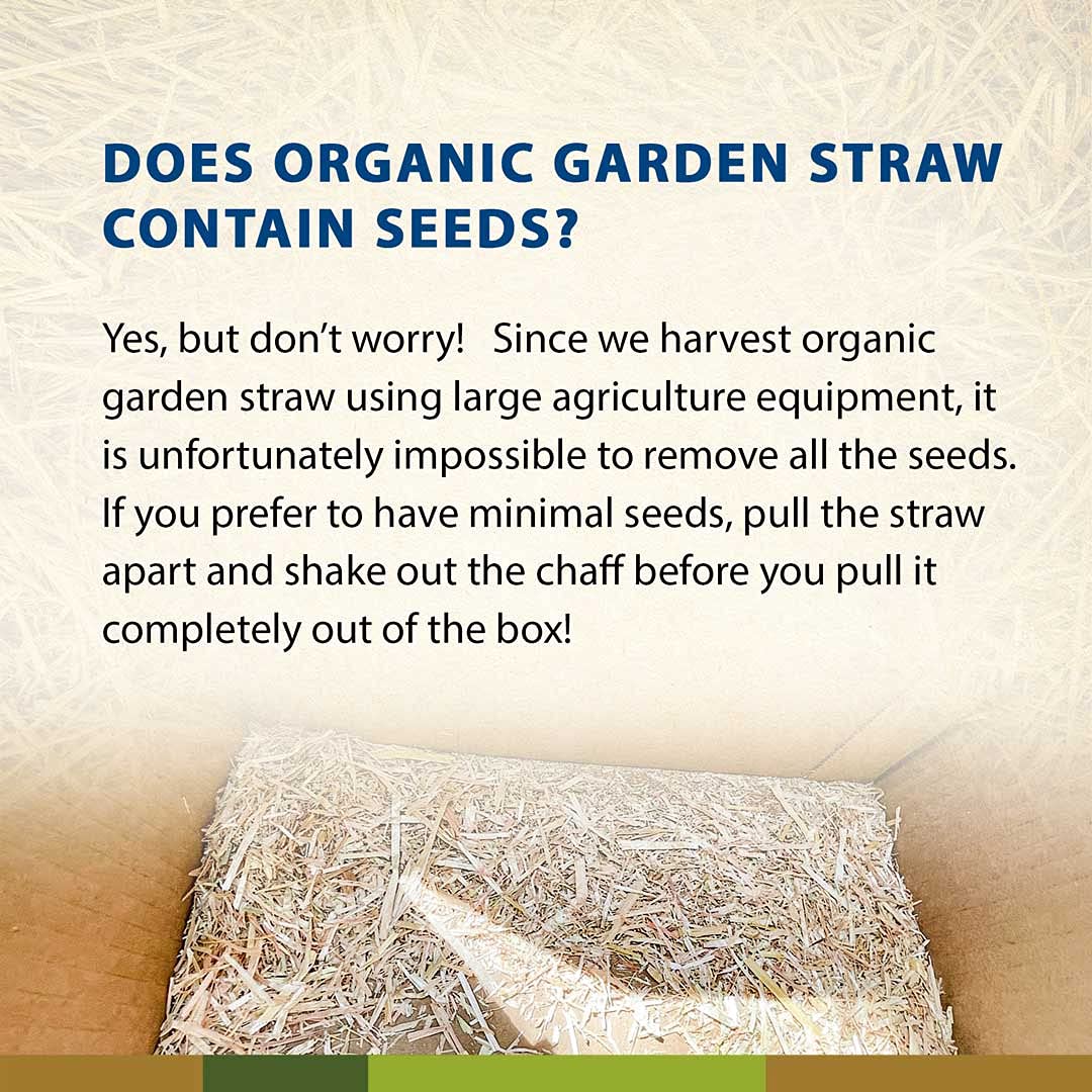 Blue Mountain Hay Organic Garden Straw (5 lb) - Natural Mulch for Gardening, Flower Beds & Landscaping, New Lawn Grass Seeding, Compost, Raised Garden Bed, Cat Grass & Grass Seed