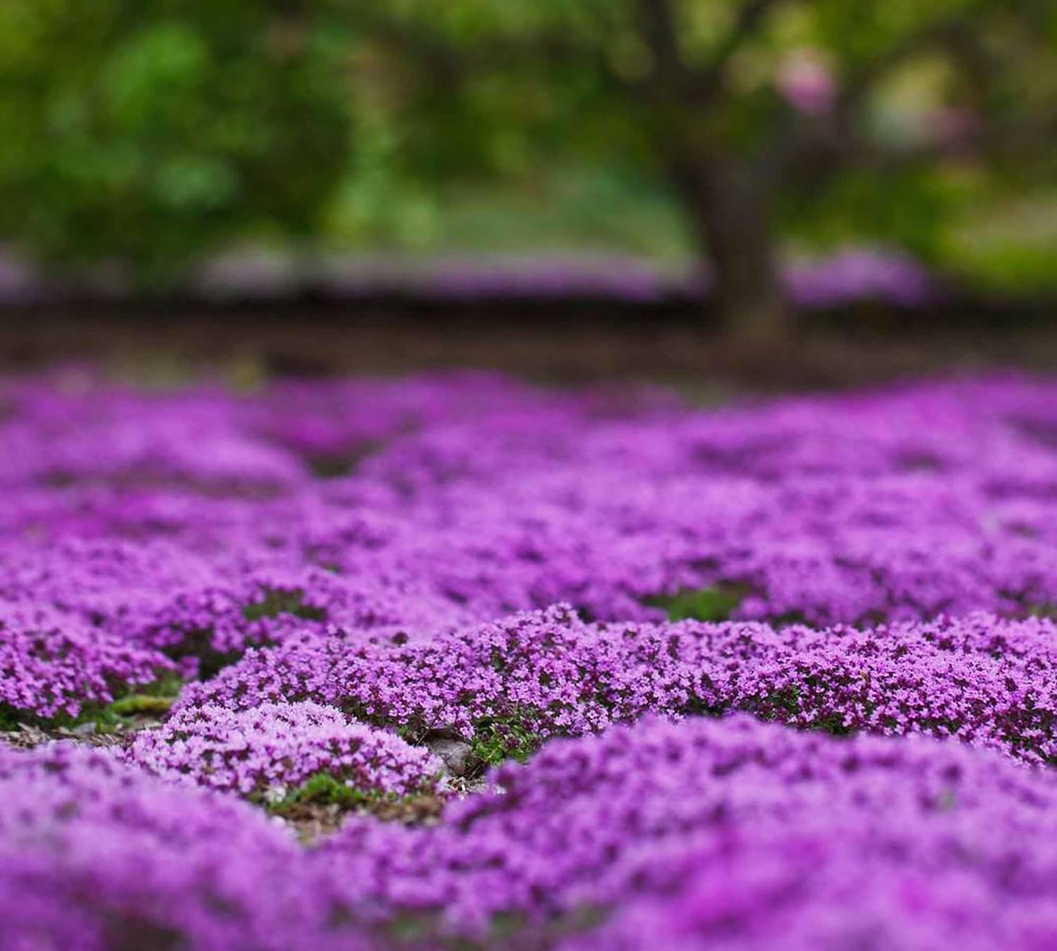 20000+ Magic Purple Creeping Thyme Seeds for Planting Ground Cover Plants Heirloom Flowers Perennial Thyme Non-GMO Thymus Serpyllum Seed