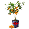 Calamondin Tree Live Plants 13" - 22" Tall Indoor Outdoor Fruit Tree Plant Growing, Live Citrus Plant Mothers Day Gift for Mom Home Garden Patio and Decor Use, Cannot Ship CA AL AZ TX LA by Via Citrus
