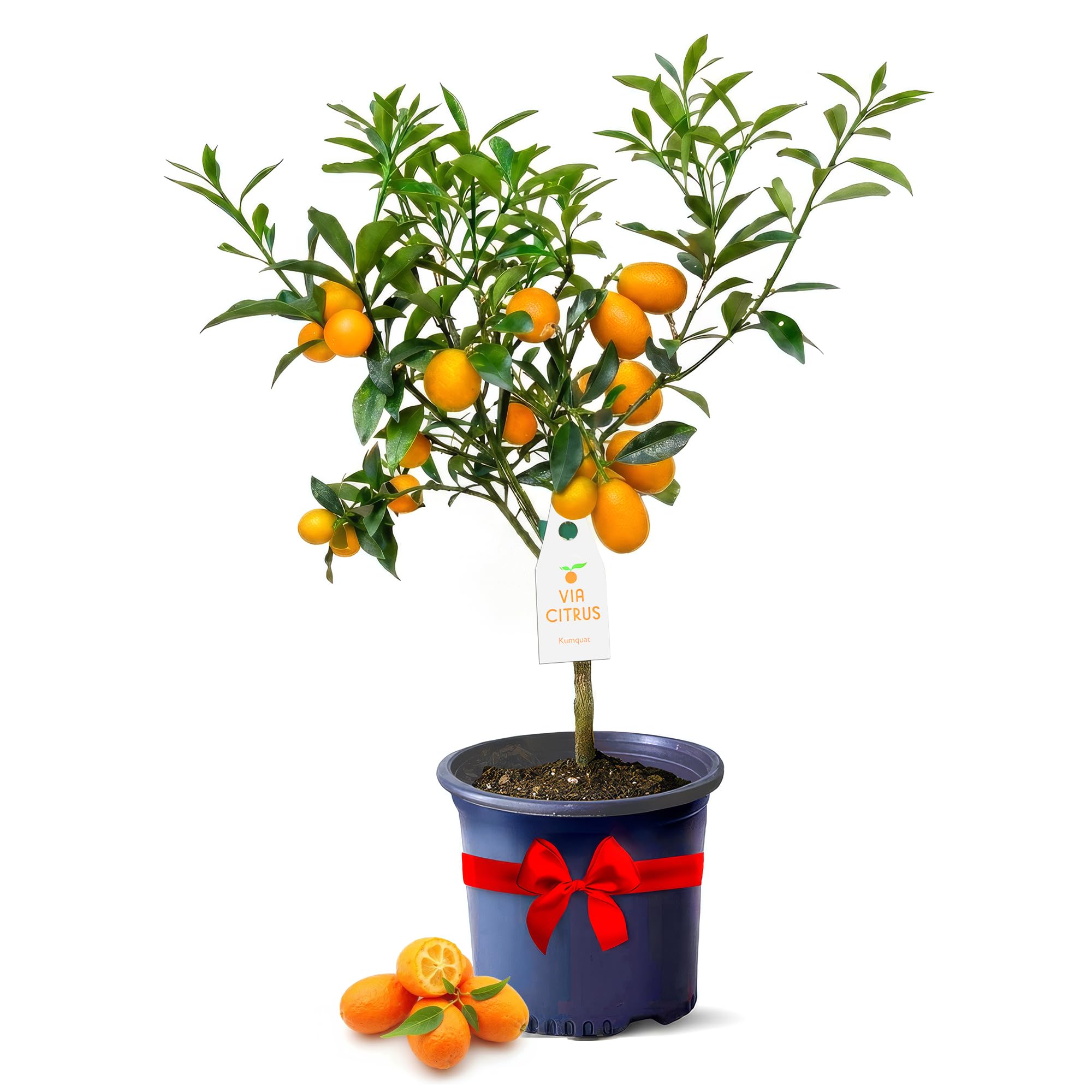 Calamondin Tree Live Plants 13" - 22" Tall Indoor Outdoor Fruit Tree Plant Growing, Live Citrus Plant Mothers Day Gift for Mom Home Garden Patio and Decor Use, Cannot Ship CA AL AZ TX LA by Via Citrus