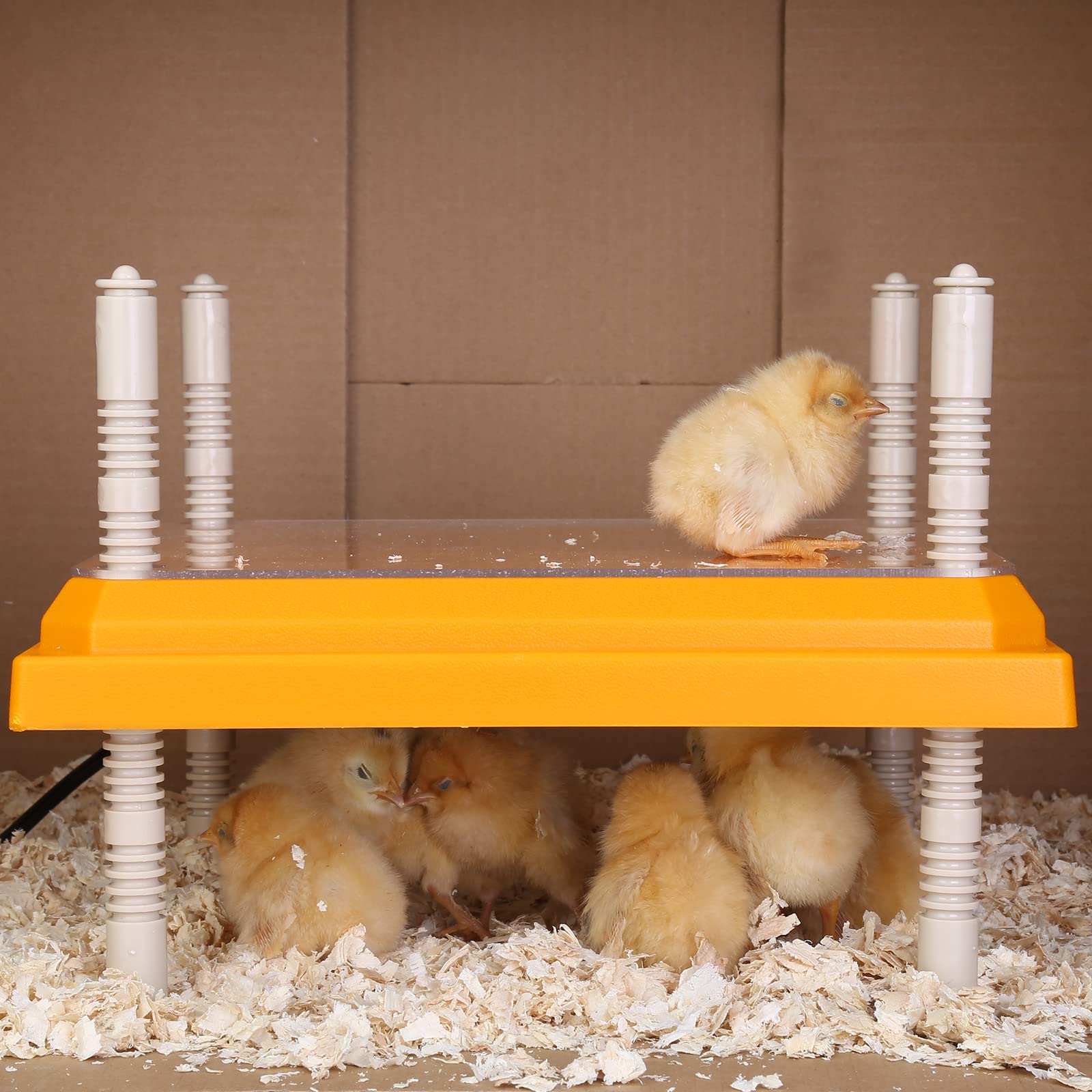 Brooder Heater for Chicks: Chick Brooder Heating Plate with Easy- Cleaning Plate Poultry Coop Heater Chicks Warmer 10" x 10" for 15 Chicks Adjustable Height Brooding Heater 15 Watts