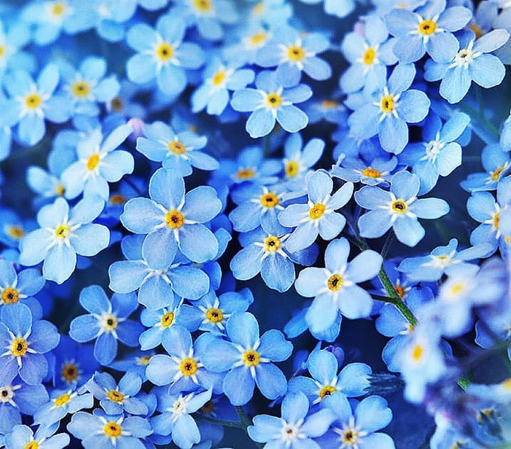 Forget Me Not Seeds - 500 Flower Seeds - Perennial Ground Cover Seed for Tulips and Other Bulbs - Bulk Flowering Ground Cover - Grown in the USA