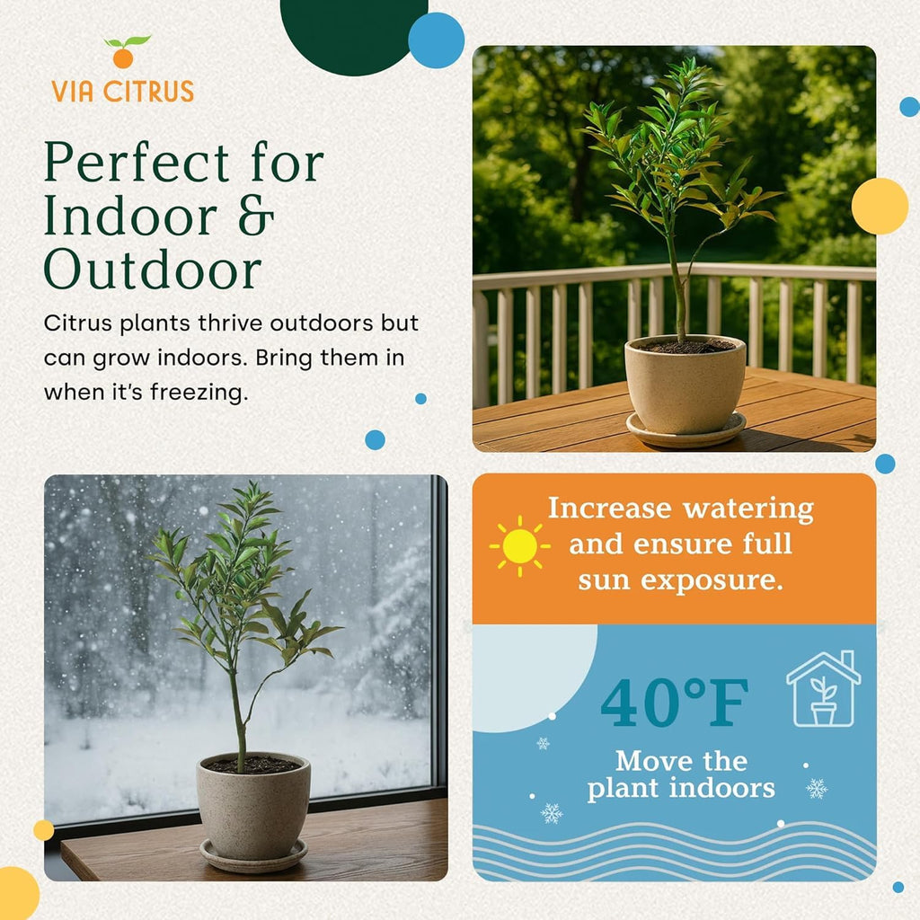 Calamondin Tree Live Plants 13" - 22" Tall Indoor Outdoor Fruit Tree Plant Growing, Live Citrus Plant Mothers Day Gift for Mom Home Garden Patio and Decor Use, Cannot Ship CA AL AZ TX LA by Via Citrus