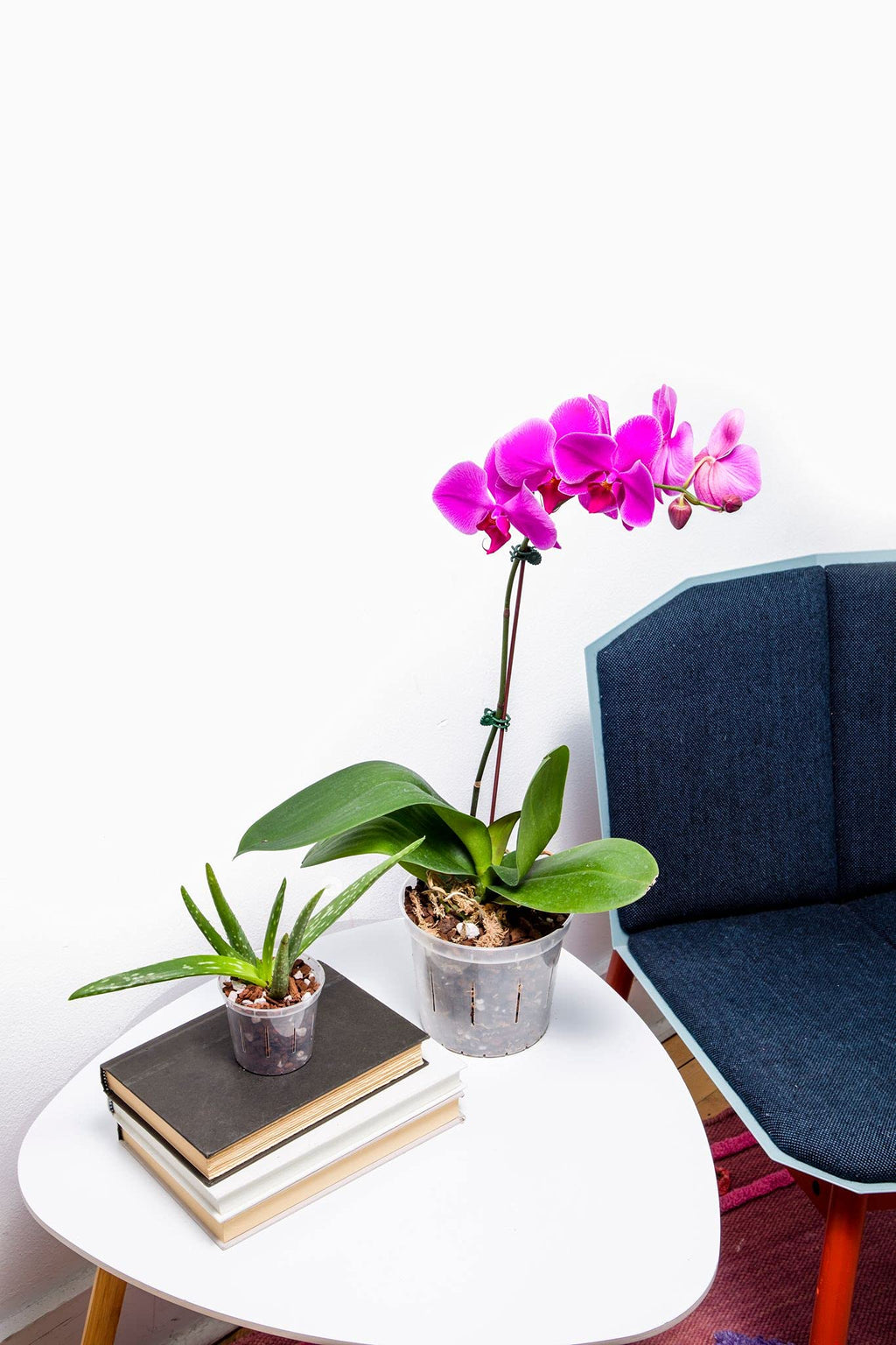 rePotme 3 inch Orchid Pot 3 Pack - Slotted Orchid Pots with Holes for Repotting (Blue Sapphire)