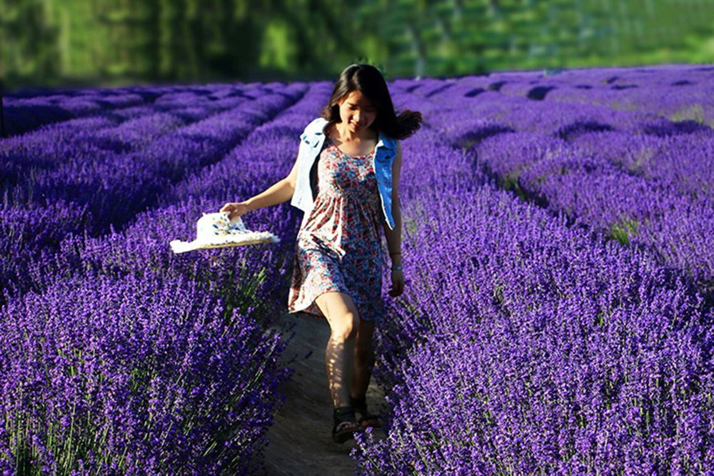 TooGet Fragrant Lavender Buds Natural Dried Flowers Wholesale, Ultra Blue Grade - 1 Pound