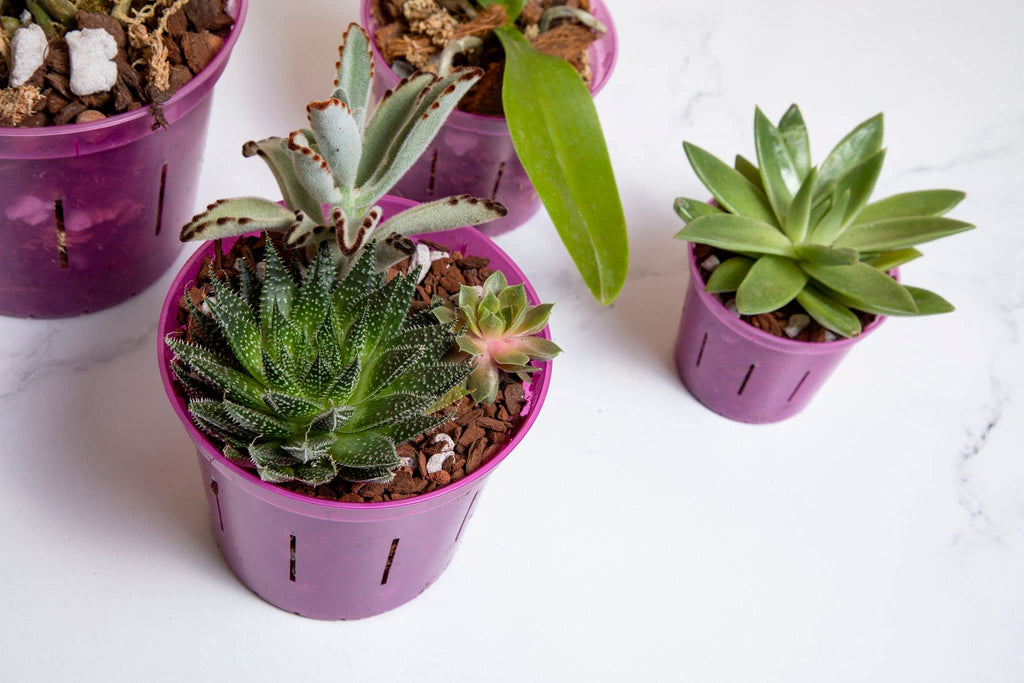 rePotme 3 inch Orchid Pot 3 Pack - Slotted Orchid Pots with Holes for Repotting (Blue Sapphire)
