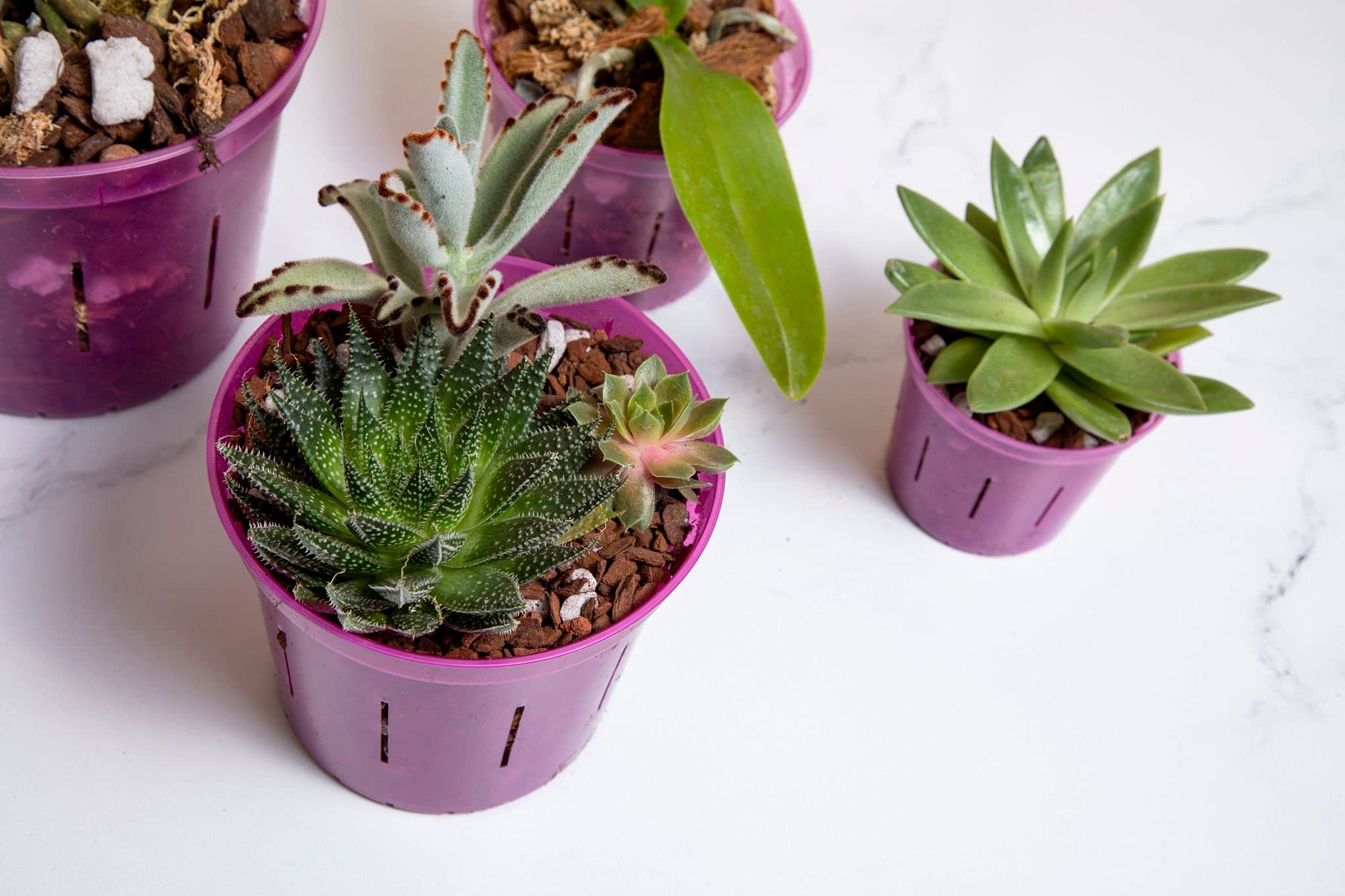 rePotme 3 inch Orchid Pot 3 Pack - Slotted Orchid Pots with Holes for Repotting (Blue Sapphire)