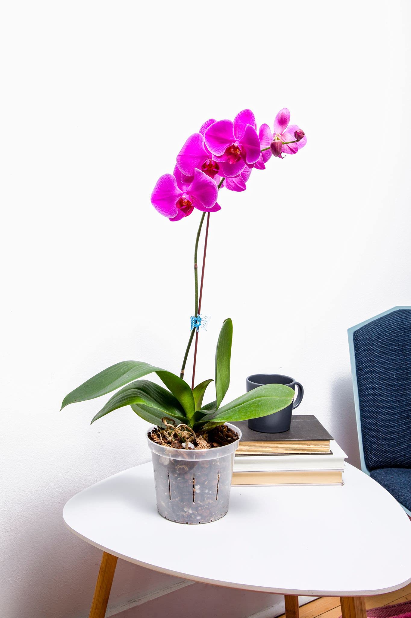 rePotme 3 inch Orchid Pot 3 Pack - Slotted Orchid Pots with Holes for Repotting (Blue Sapphire)
