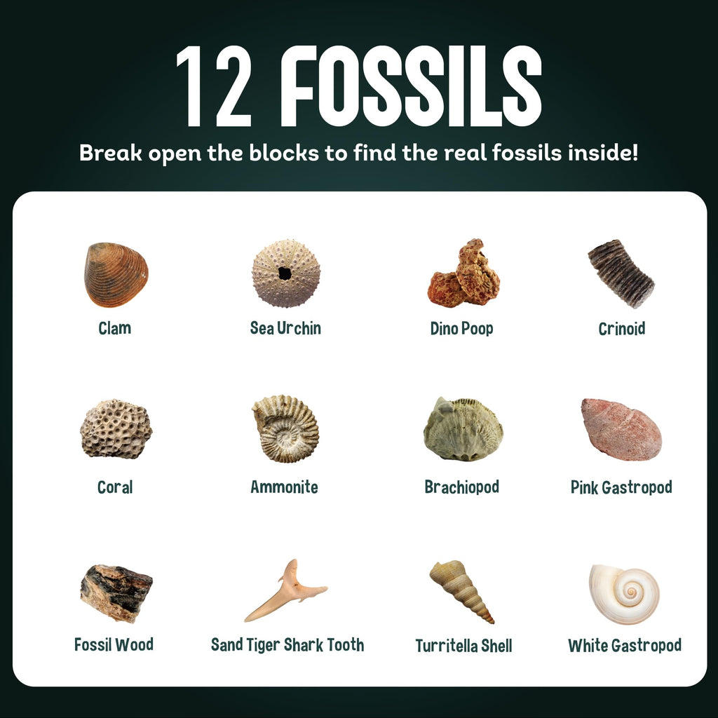 Gamerside Fossil Dig Kit - Educational STEM Science Toys for Kids Ages 6+ - Dig Up 12 Fossils Real & Dinosaur Bones Rocks - Digging Activities Kits - Paleontology, Discovery Gifts for Boys & Girls