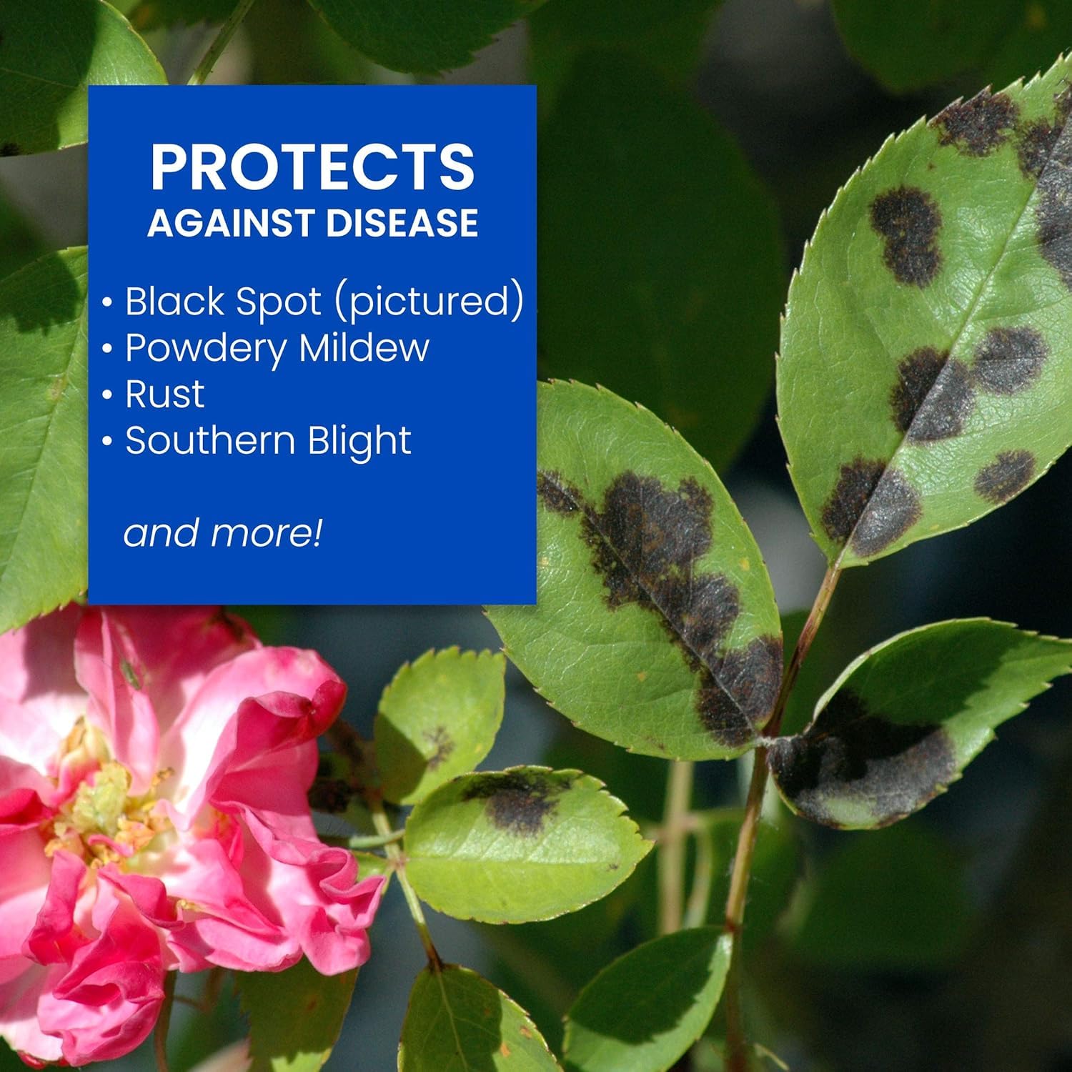 BioAdvanced All-In-One Rose and Flower Care Fertilizer, Concentrate, 32 oz, Rose Fertilizer and Disease Control