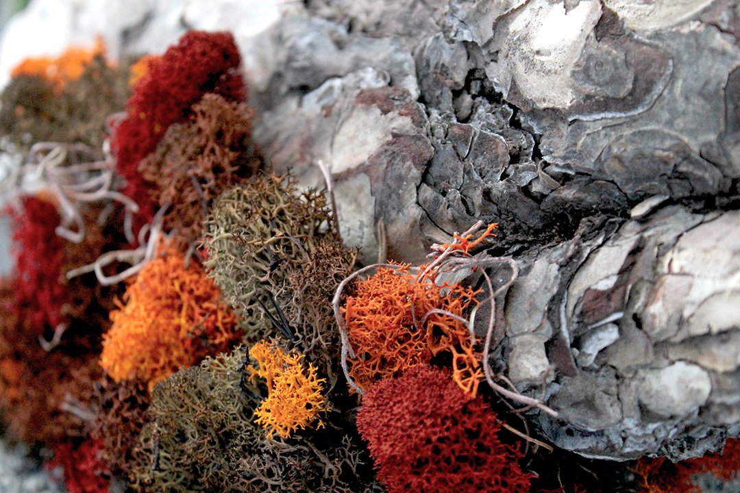 SuperMoss 21786 Reindeer Moss Preserved Black, Appx. 3 lb Bulk Case