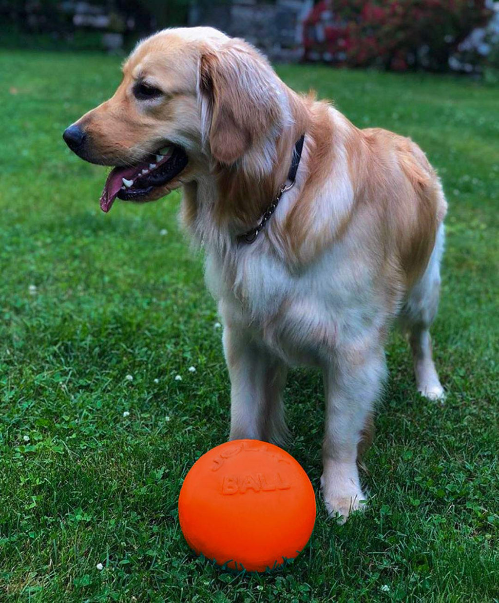 Jolly Pets Bounce-n-Play Dog Toy Ball, 6 Inches, Blueberry, All Breed Sizes