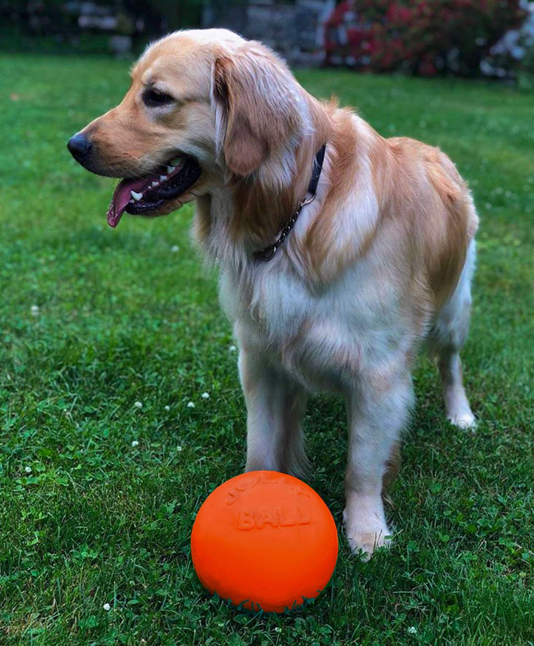 Jolly Pets Bounce-n-Play Dog Toy Ball, 6 Inches, Blueberry, All Breed Sizes