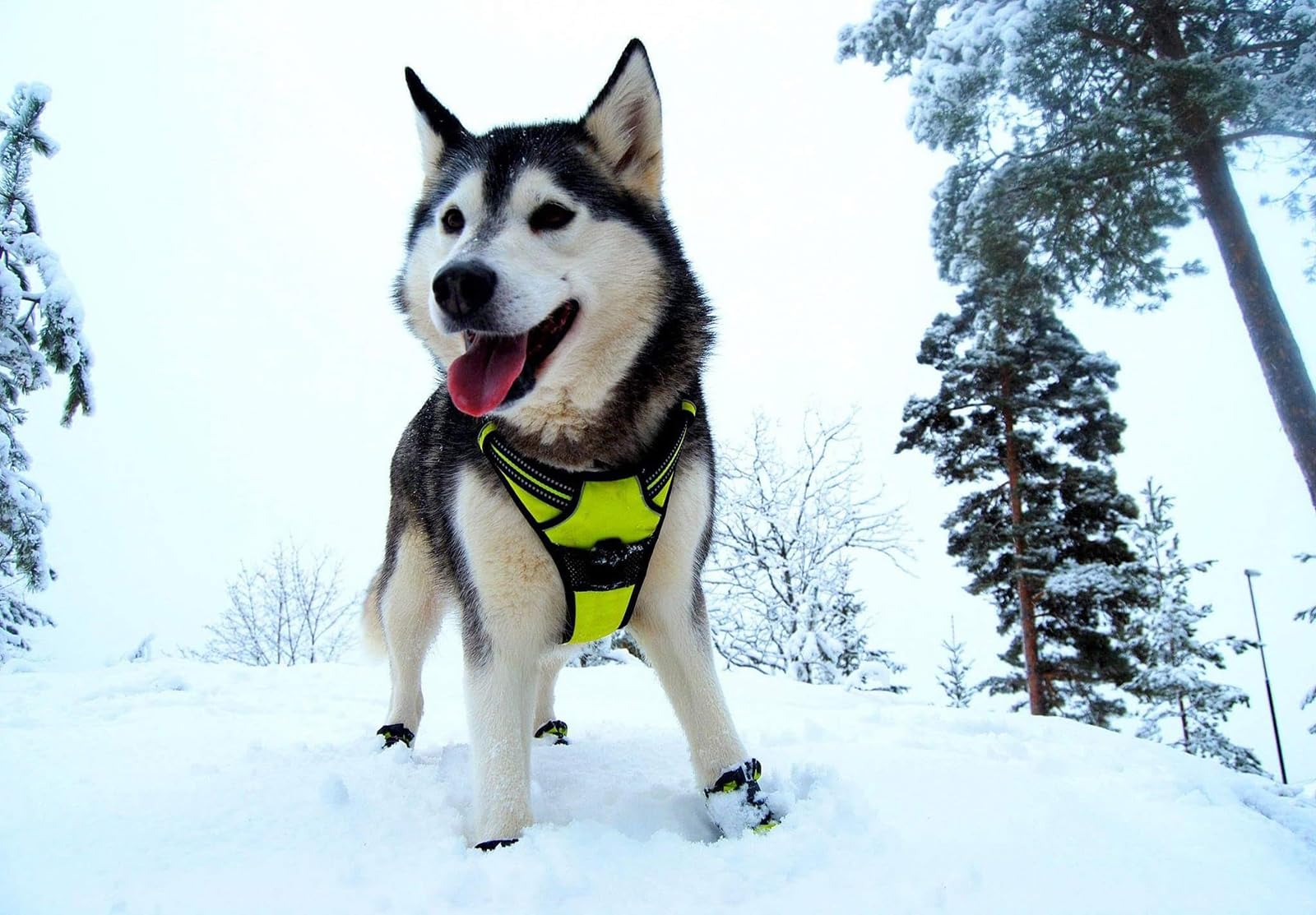 TRUE LOVE Adjustable No-Pull Dog Harness Reflective Pup Vest Harnesses Comfortable Control Brilliant Colors TLH5651(Black,XS)