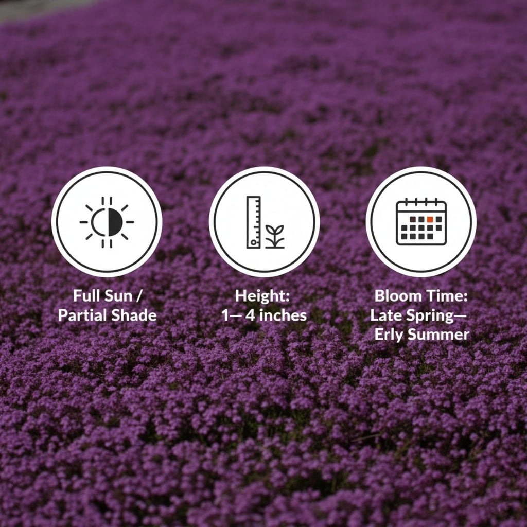 20,000+ Creeping Thyme Seeds Ground Cover, Flower Seeds for Planting, Thymus Serpyllum Perennial for Rock Garden, Garden Path, Border and Sunny Areas (Hot Pink)