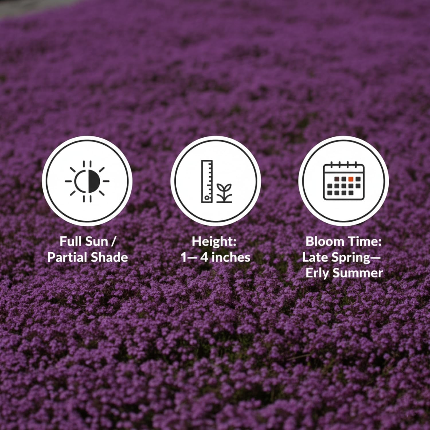 20,000+ Creeping Thyme Seeds Ground Cover, Flower Seeds for Planting, Thymus Serpyllum Perennial for Rock Garden, Garden Path, Border and Sunny Areas (Hot Pink)