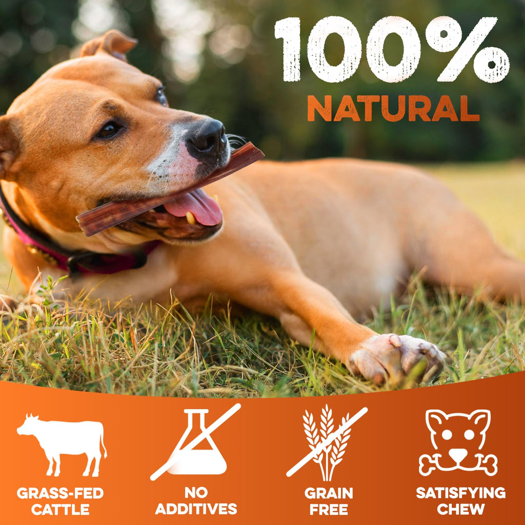 BRUTUS & BARNABY 6 Inch Bully Sticks for Dogs (10 Count) – Natural Grass-Fed Beef Chews, Odor Free, Single Ingredient, Fully Digestible, Rawhide Free for Small, Medium & Large Dogs