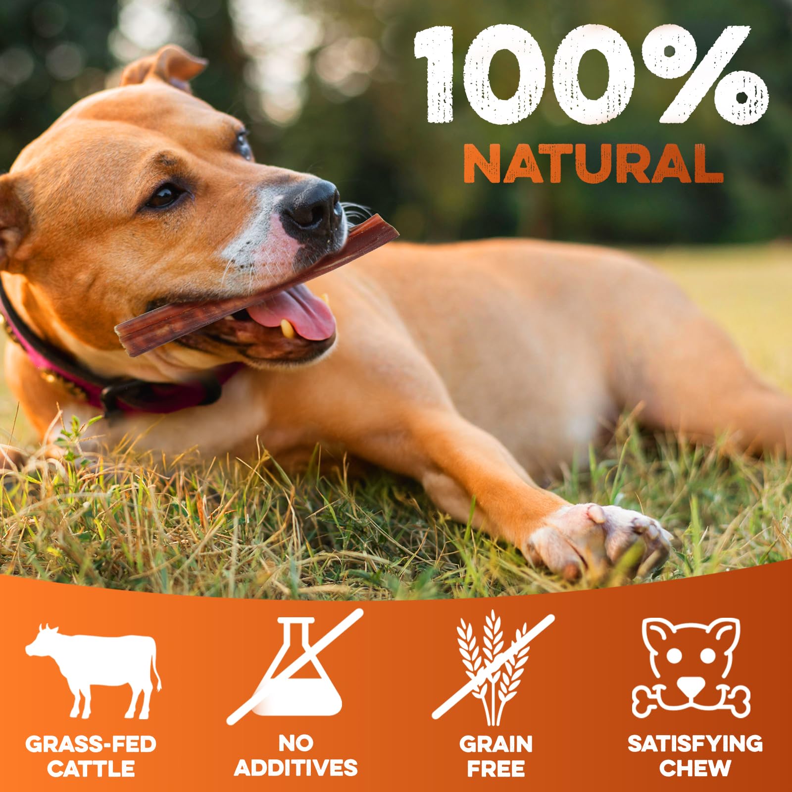 BRUTUS & BARNABY 6 Inch Bully Sticks for Dogs (10 Count) – Natural Grass-Fed Beef Chews, Odor Free, Single Ingredient, Fully Digestible, Rawhide Free for Small, Medium & Large Dogs