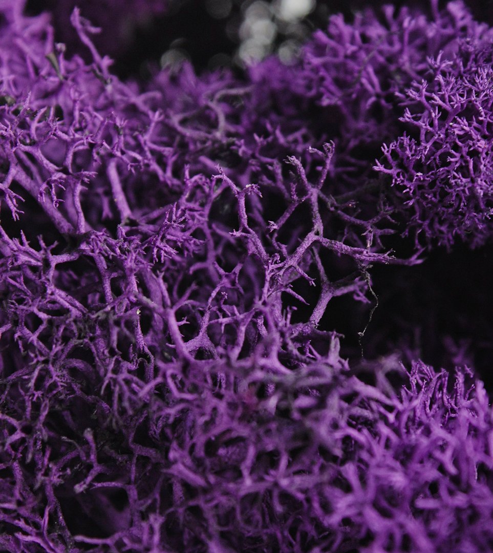 SuperMoss 21786 Reindeer Moss Preserved Black, Appx. 3 lb Bulk Case