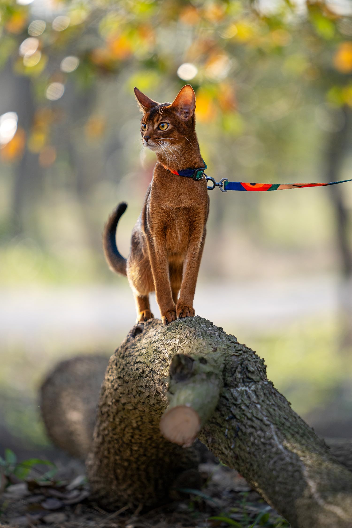 pidan Cat Harness and Leash Set, XL Size for Large Cats, Escape Proof | Adjustable Kitten Harness for Large Small Cats, Lightweight Soft Walking Travel Harness (Grey-M Size)