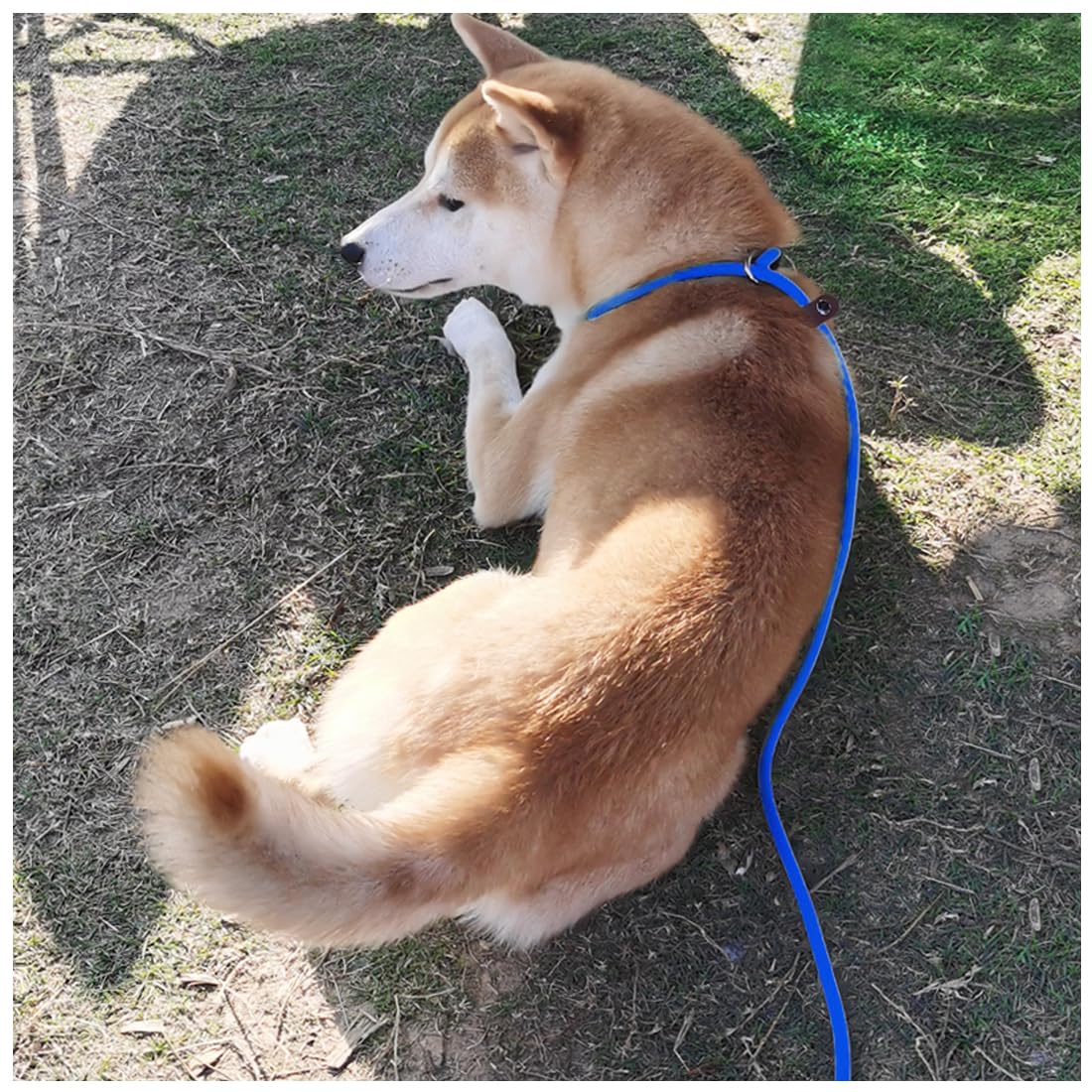 MayPaw Slip Lead Control Leash for Dogs No Pull, 13+ Colors Classic Dog Lead 7 FT Pet Slip Leash, 1/4” Rope Leashes for Small Medium Animals (7ft*1/4", Black)