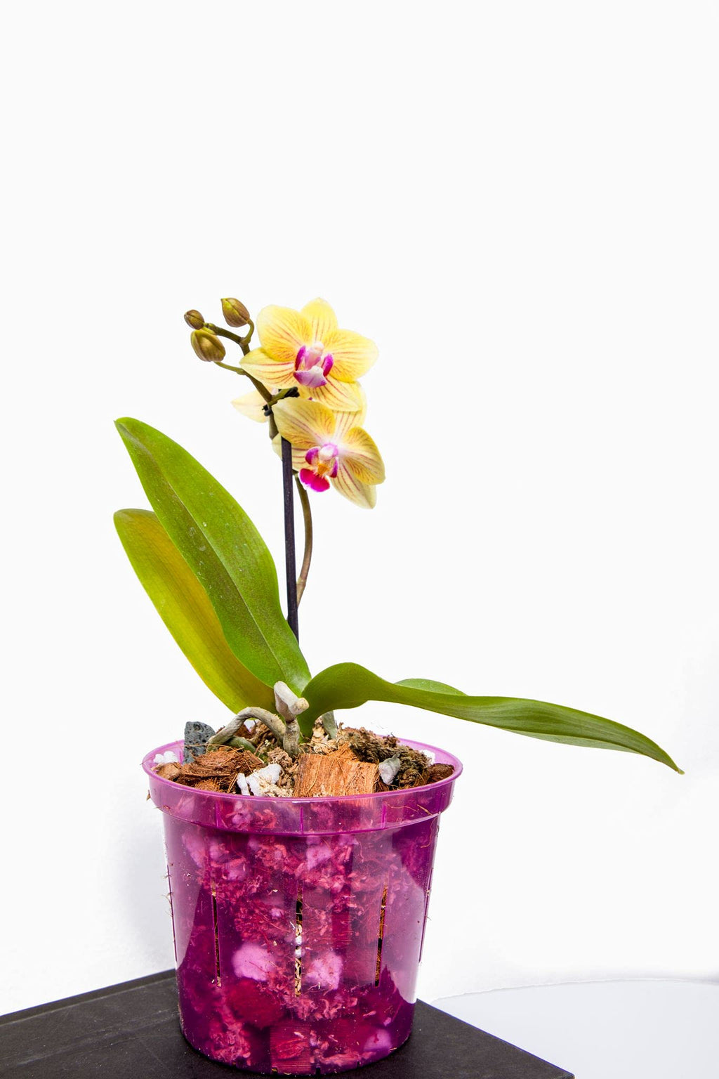 rePotme 3 inch Orchid Pot 3 Pack - Slotted Orchid Pots with Holes for Repotting (Blue Sapphire)