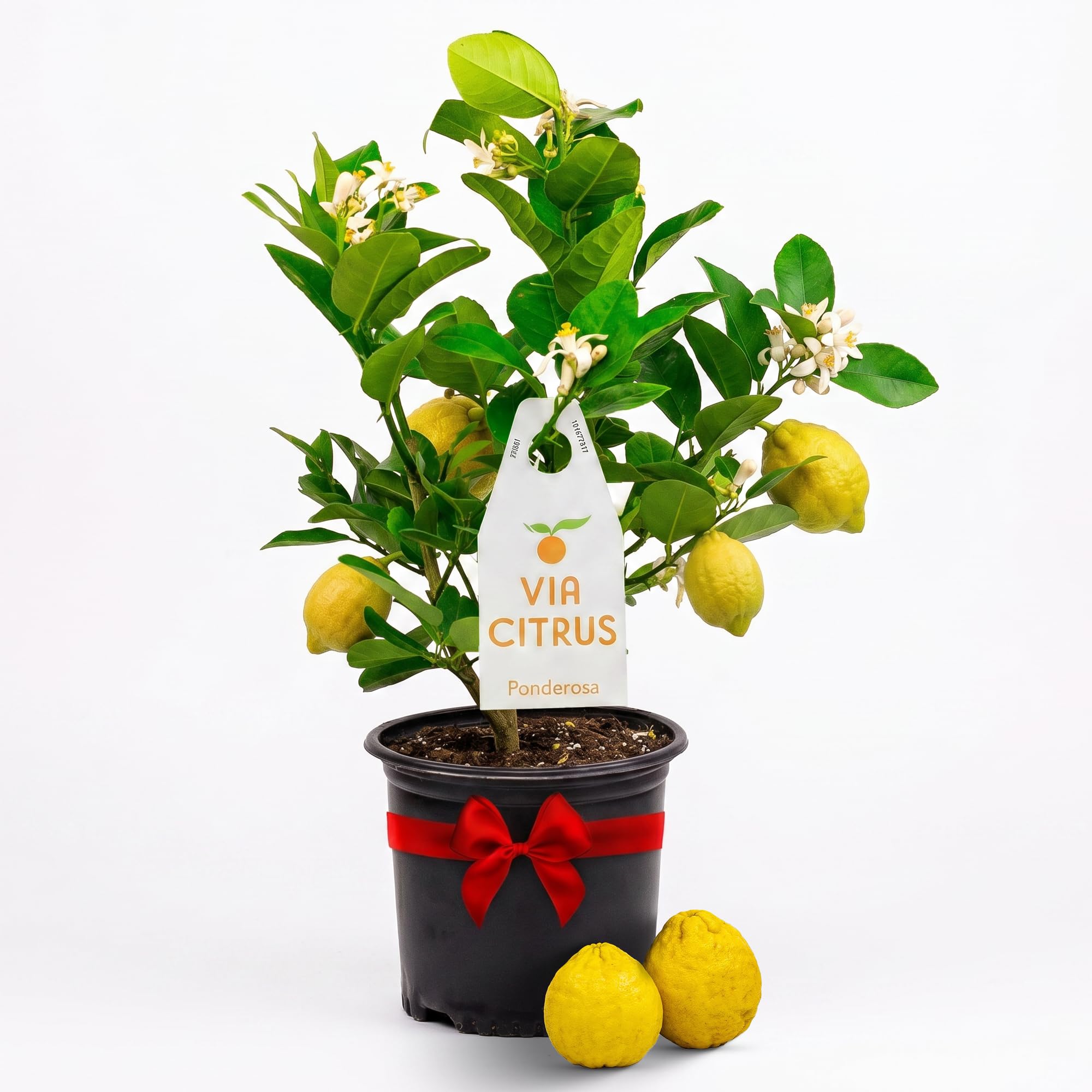 Calamondin Tree Live Plants 13" - 22" Tall Indoor Outdoor Fruit Tree Plant Growing, Live Citrus Plant Mothers Day Gift for Mom Home Garden Patio and Decor Use, Cannot Ship CA AL AZ TX LA by Via Citrus