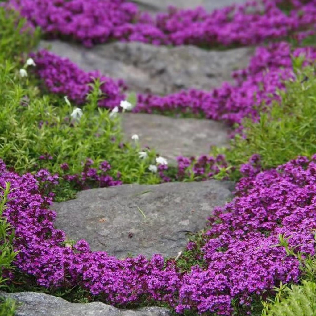 20000+ Magic Purple Creeping Thyme Seeds for Planting Ground Cover Plants Heirloom Flowers Perennial Thyme Non-GMO Thymus Serpyllum Seed