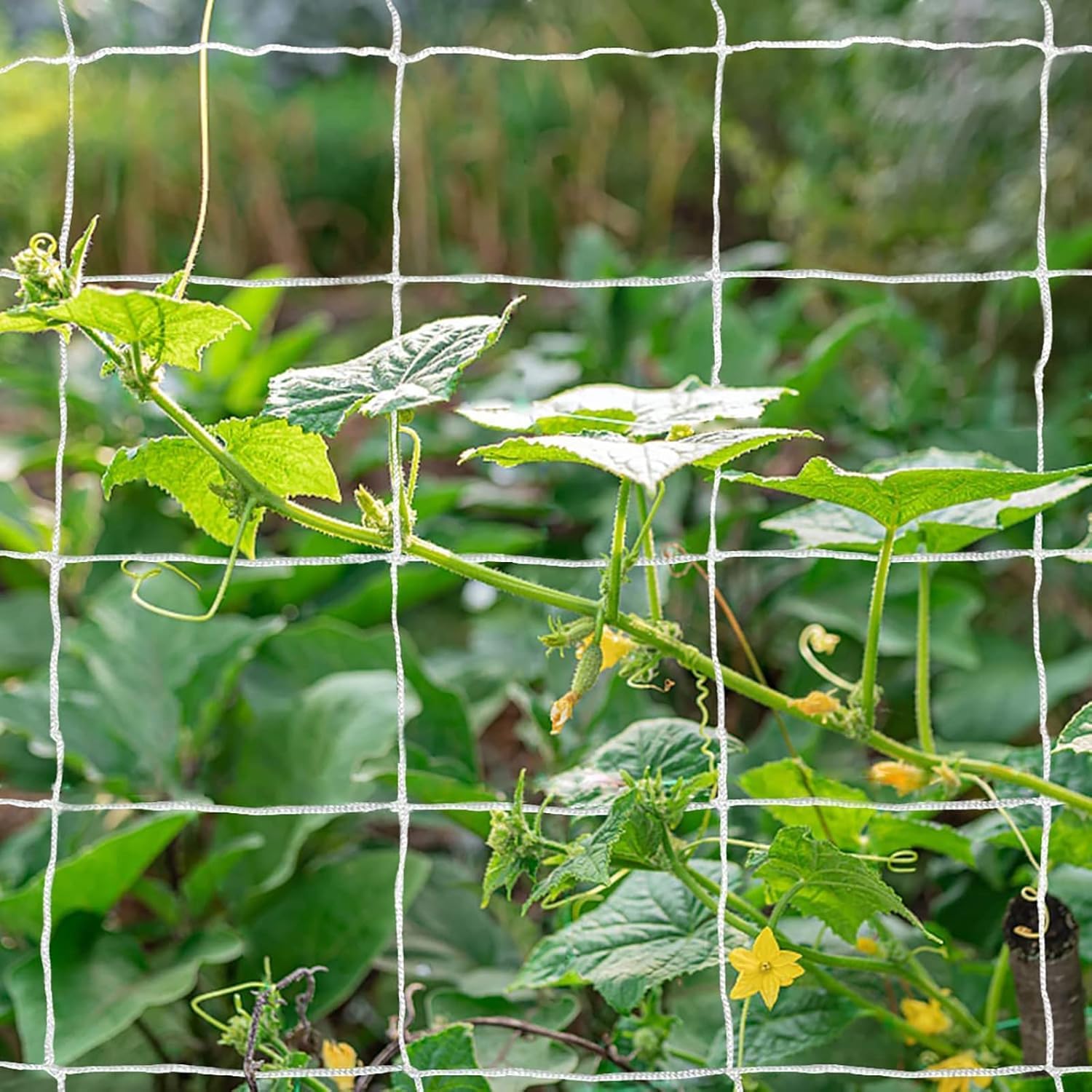 Tcamp Heavy-Duty Polyester Garden Trellis Netting Plant Climbing Net for Growing Vines Plants Vegetables Fruits Flowers, White Grow Tent (5Ft x15Ft, 3.5" Opening Mesh, 1 Pack)