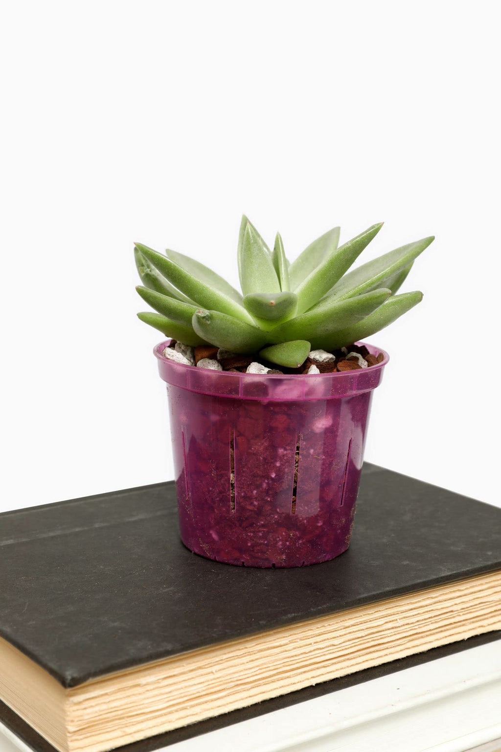 rePotme 3 inch Orchid Pot 3 Pack - Slotted Orchid Pots with Holes for Repotting (Blue Sapphire)